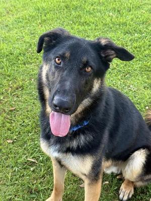 EASTON, German Shepherd Dog, adult, available for adoption
