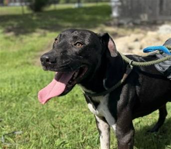 ROB, Pit Bull Terrier, adult, available for adoption