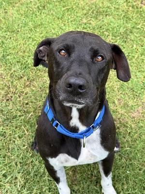 ROB, Pit Bull Terrier, adult, available for adoption