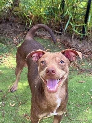 A brown dog with a white chest and pink ears is standing on grass, looking up with its mouth open and tongue out.