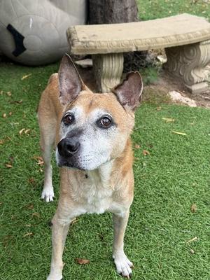 WILLY, German Shepherd Dog, senior, available for adoption