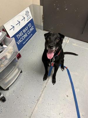 ATHENA, Labrador Retriever, adult, available for adoption
