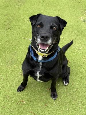 ATHENA, Labrador Retriever, adult, available for adoption