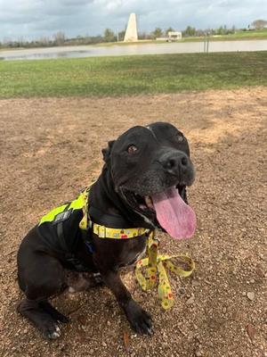 *SAMSON, Staffordshire Bull Terrier, adult, available for adoption