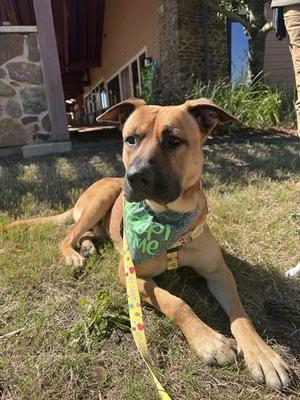 BART, German Shepherd Dog, adult, available for adoption