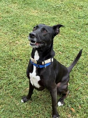 PETUNIA, Labrador Retriever / Pointer, adult, available for adoption