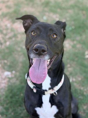 PETUNIA, Labrador Retriever / Pointer, adult, available for adoption