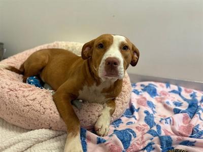 MISTY, Staffordshire Bull Terrier, young, available for adoption