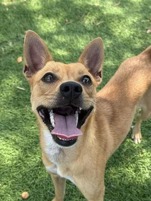 a happy dog with its mouth open and tongue out, standing on grass
