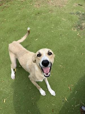 KYLIE, Labrador Retriever / Whippet, adult, available for adoption