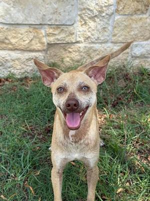 a small brown dog with large ears standing in grass