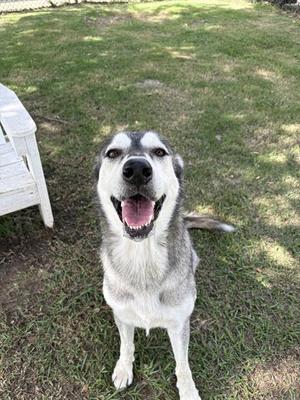 CELESTE, Siberian Husky, adult, available for adoption