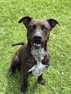 *DONKEY, Staffordshire Bull Terrier, adult, available for adoption