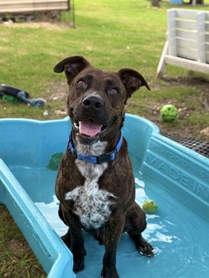 *DONKEY, Staffordshire Bull Terrier, adult, available for adoption