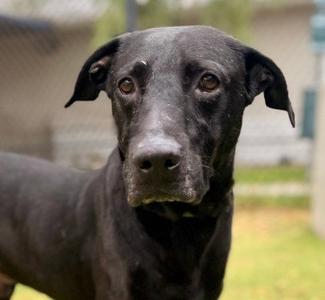 BOSCO, Labrador Retriever, adult, available for adoption