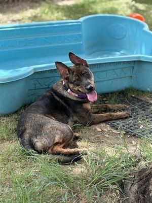 JUNO, Dutch Shepherd, young, available for adoption