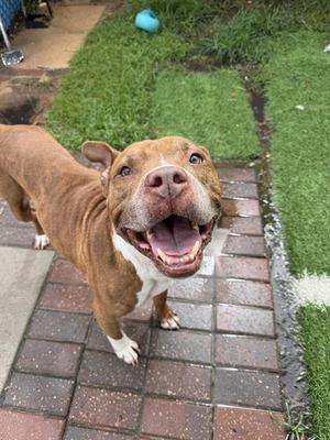 NEYMAR, Staffordshire Bull Terrier, adult, available for adoption