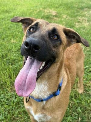 GENERAL, Belgian Shepherd Malinois, young, available for adoption