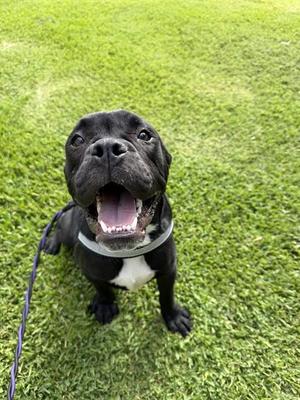 DIESEL, Mastiff / Pit Bull Terrier, young, available for adoption