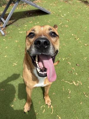 THOR, Pit Bull Terrier, adult, available for adoption