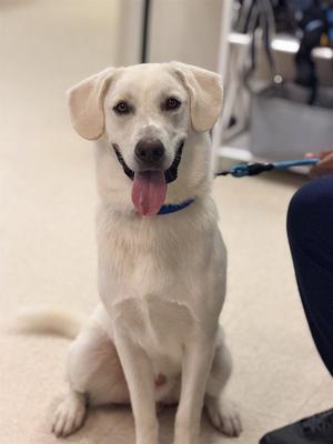 BOHDIE, Labrador Retriever, adult, available for adoption