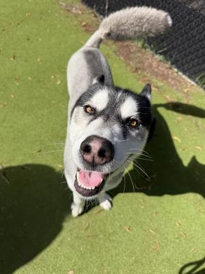 FUTBOL, Siberian Husky, adult, available for adoption