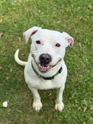 WHIMSY, Labrador Retriever, adult, available for adoption