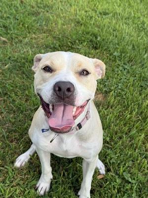 HAPPY, Pit Bull Terrier, adult, available for adoption