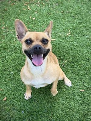 A happy dog sitting on grass with its mouth open and tongue out.