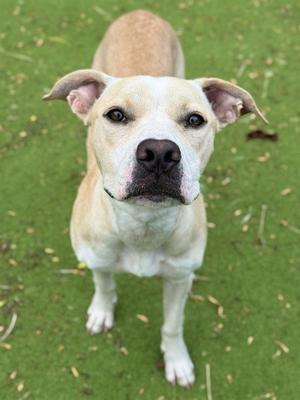 HAPPY, Pit Bull Terrier, adult, available for adoption