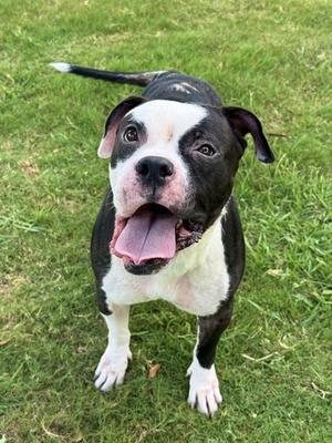 SELMA BOUVIER, Pit Bull Terrier, adult, available for adoption