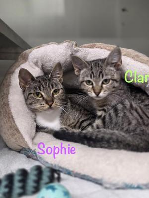 Sophie, adult, available for adoption