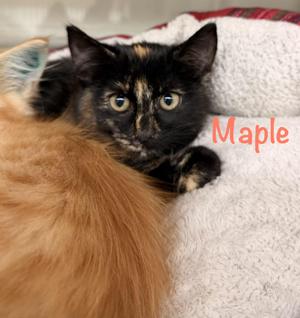 Maple, kitten, available for adoption