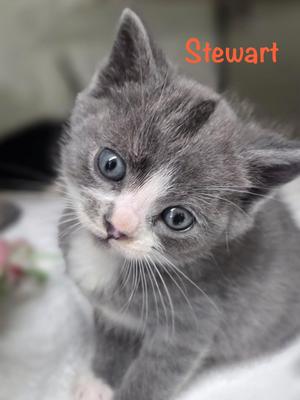 A gray and white kitten with blue eyes looking at the camera.