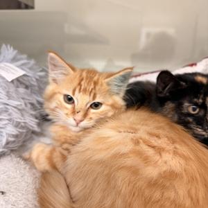 George, kitten, available for adoption
