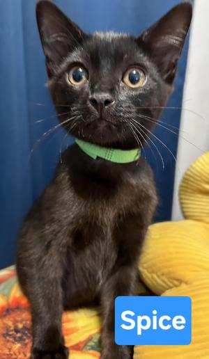 Spice, kitten, available for adoption