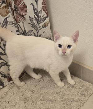 A white cat with blue eyes standing on a beige rug in front of a floral-patterned pillow.