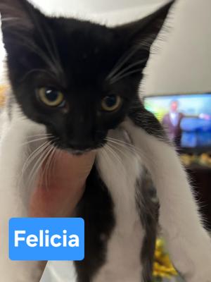 Felicia, kitten, available for adoption