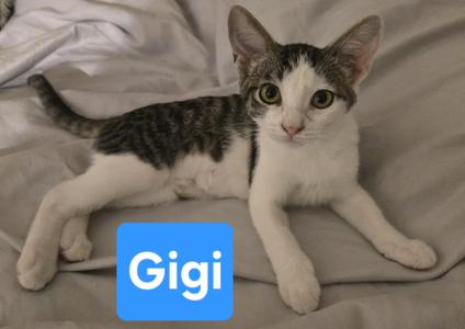 Gigi, kitten, available for adoption
