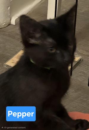 A black cat with a green collar, sitting on a wooden surface. The cat is looking to the side, and the name "Pepper" is displayed in a blue box at the bottom left of the image.
