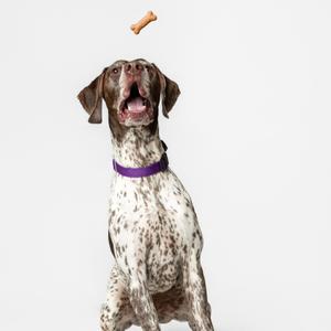 A spotted dog with a purple collar is jumping to catch a treat in the air.