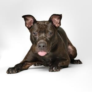 A black dog lying down with its tongue out