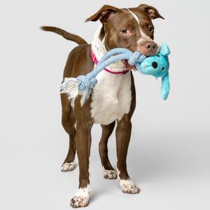 A brown and white dog holding a blue rope toy in its mouth.