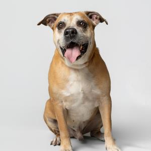 A brown and white dog sitting on a white background with its tongue out.