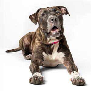 A brindle and white dog lying down with its mouth open, looking up.
