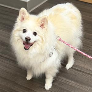 Nala, Mixed Breed (Small), senior, available for adoption
