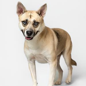 A light brown dog with pointed ears and a black nose standing on a white background.