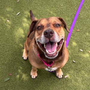 A happy brown dog with a pink collar and purple leash, sitting on green grass and looking up with its mouth open.