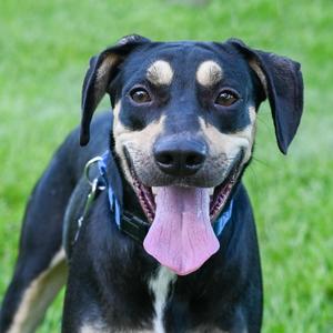 Ross, Mixed Breed (Medium), adult, available for adoption