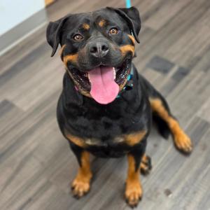 Azula, Mixed Breed (Large), adult, available for adoption